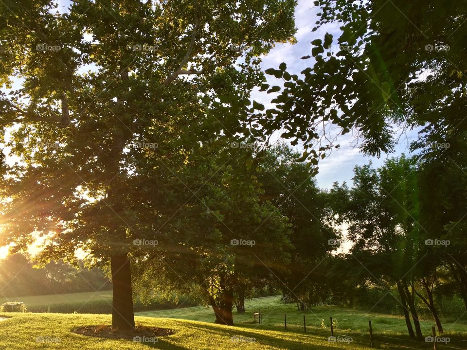 Sunlight streaming  through trees and over bright green grass on a beautiful summer day 