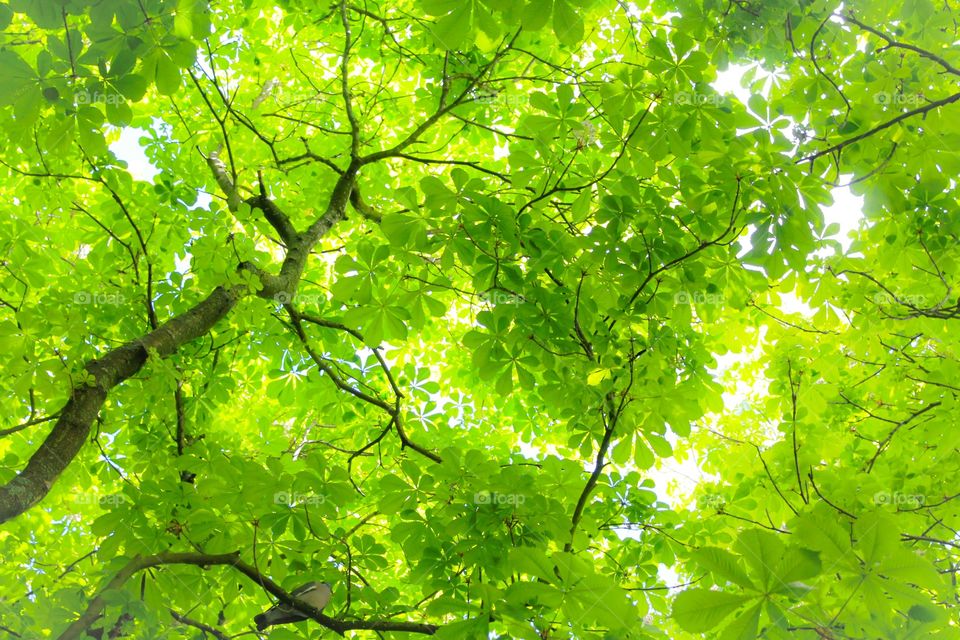 Pigeon in tree canopy