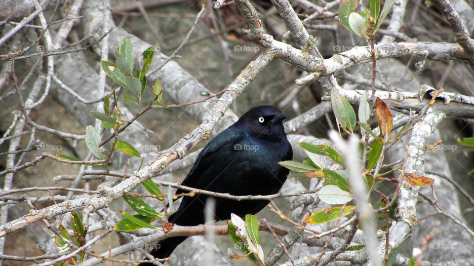 Resting bird