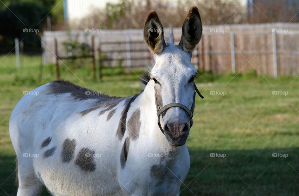 Donkey standing on the grassy land