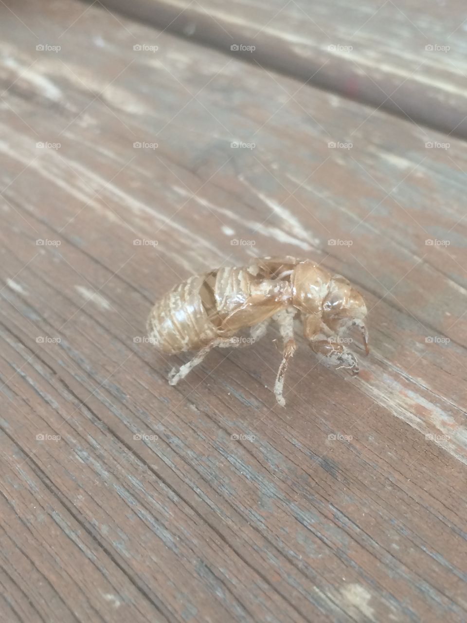 Cicada 