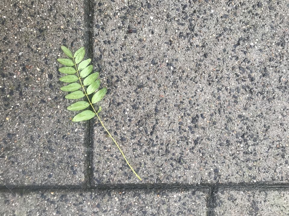 Desktop, Texture, Pattern, Leaf, Flora