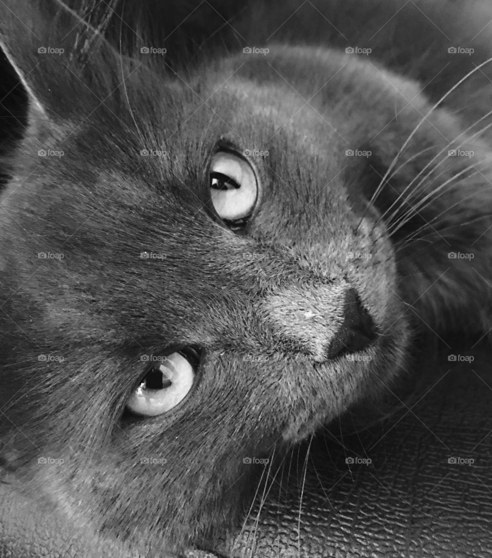 Close-up of a cat