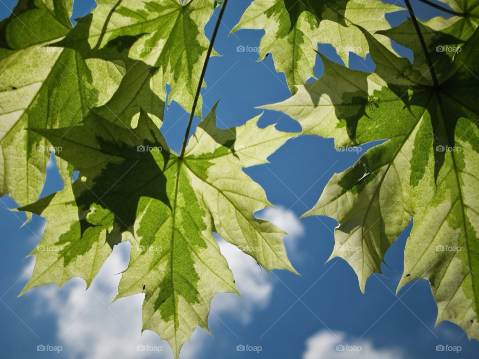 nature macro leaves leaf by maapu