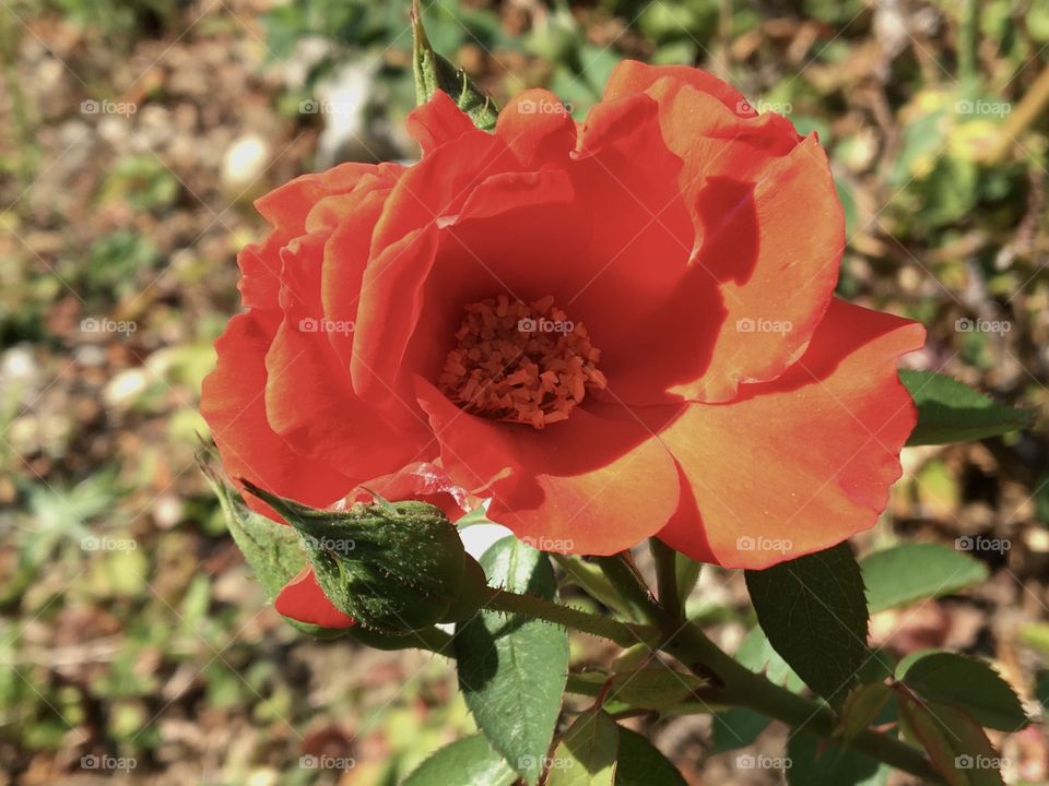 Blooming end summer rose