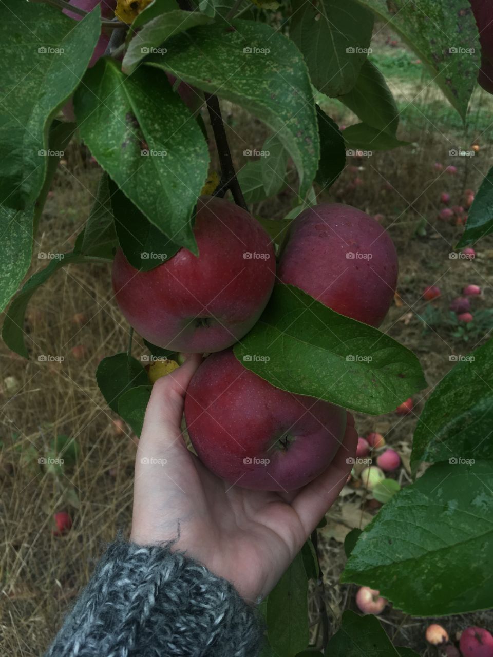 Apple picking. 