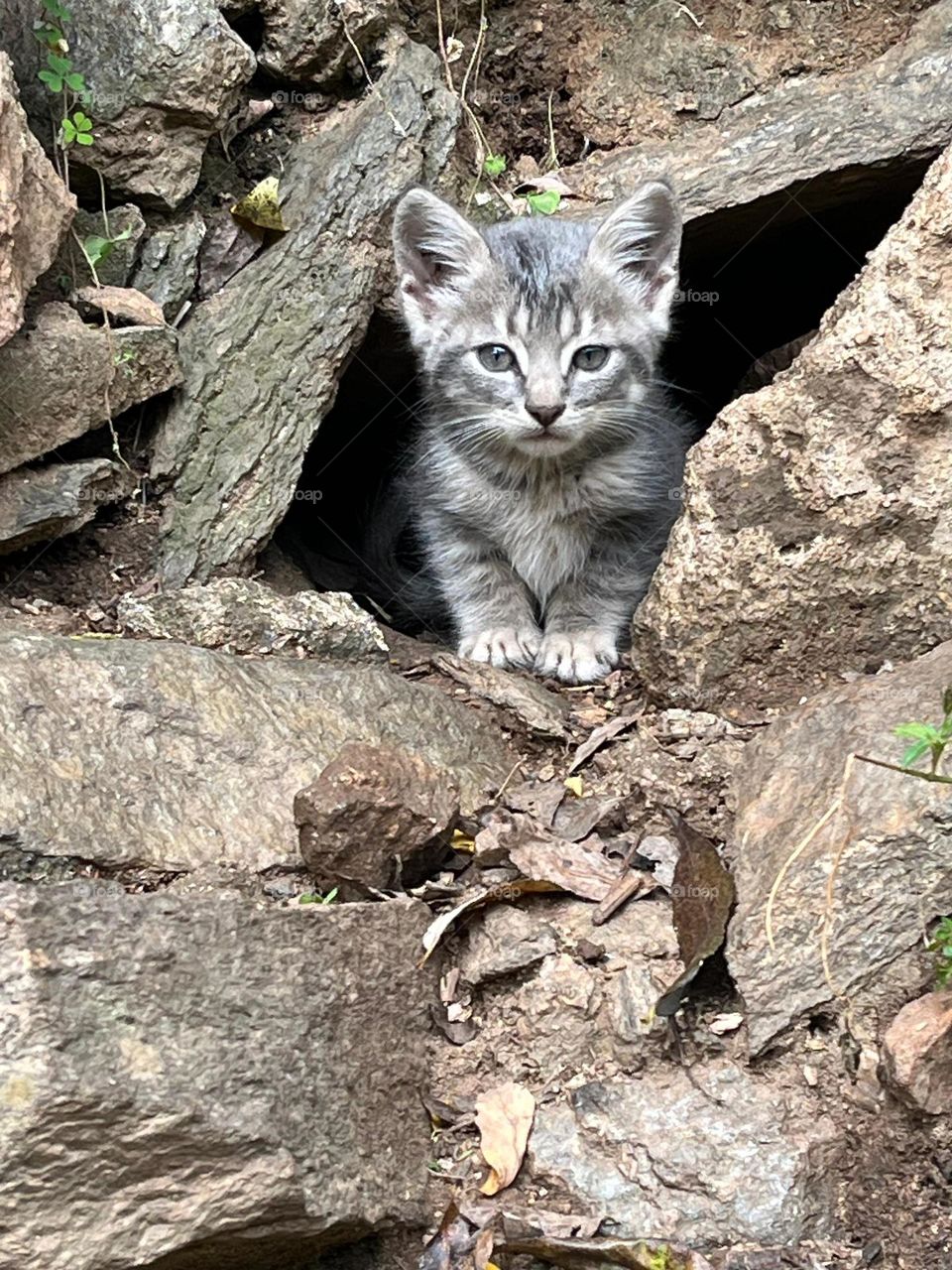 gray cat coming out of its den between rocks