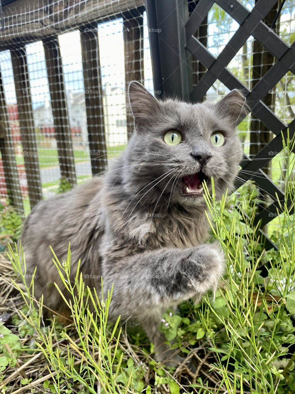 A cat playing in a planter full of weeds