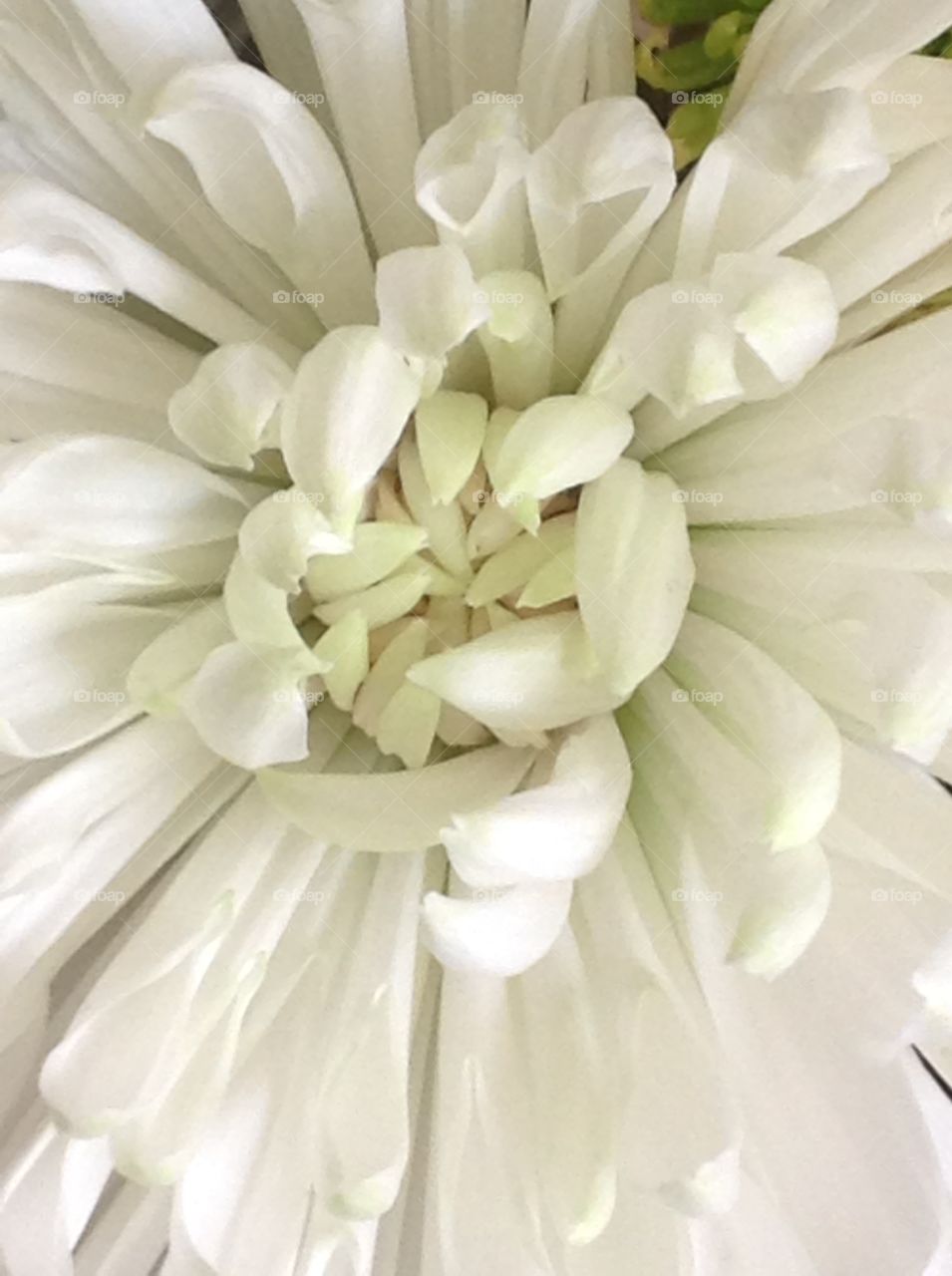 A close up of a beautiful pure white daisy in bloom.