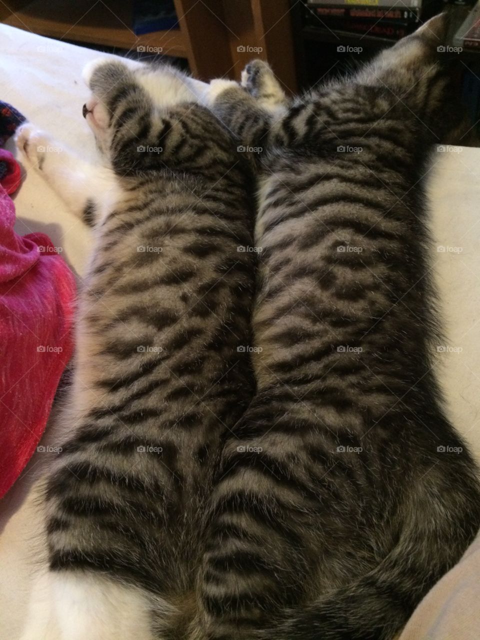 Spooning kittens
