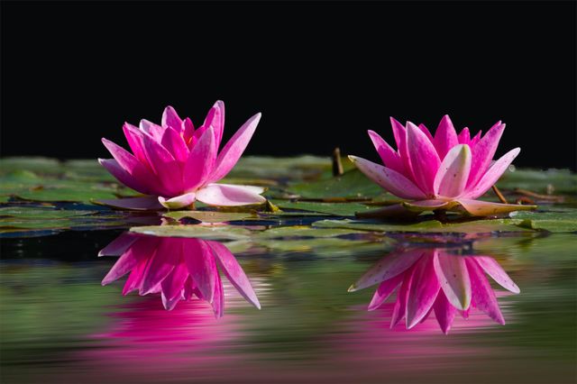 pink flowers