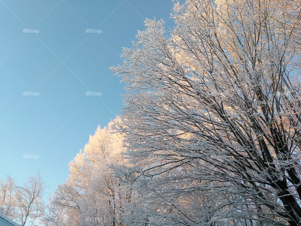 Icy maple trees