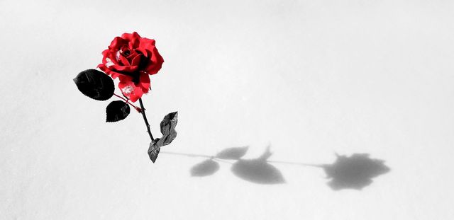 solo Red rose