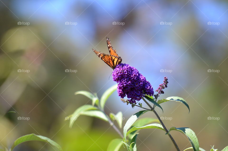 A Monarch Butterfly! 🍀