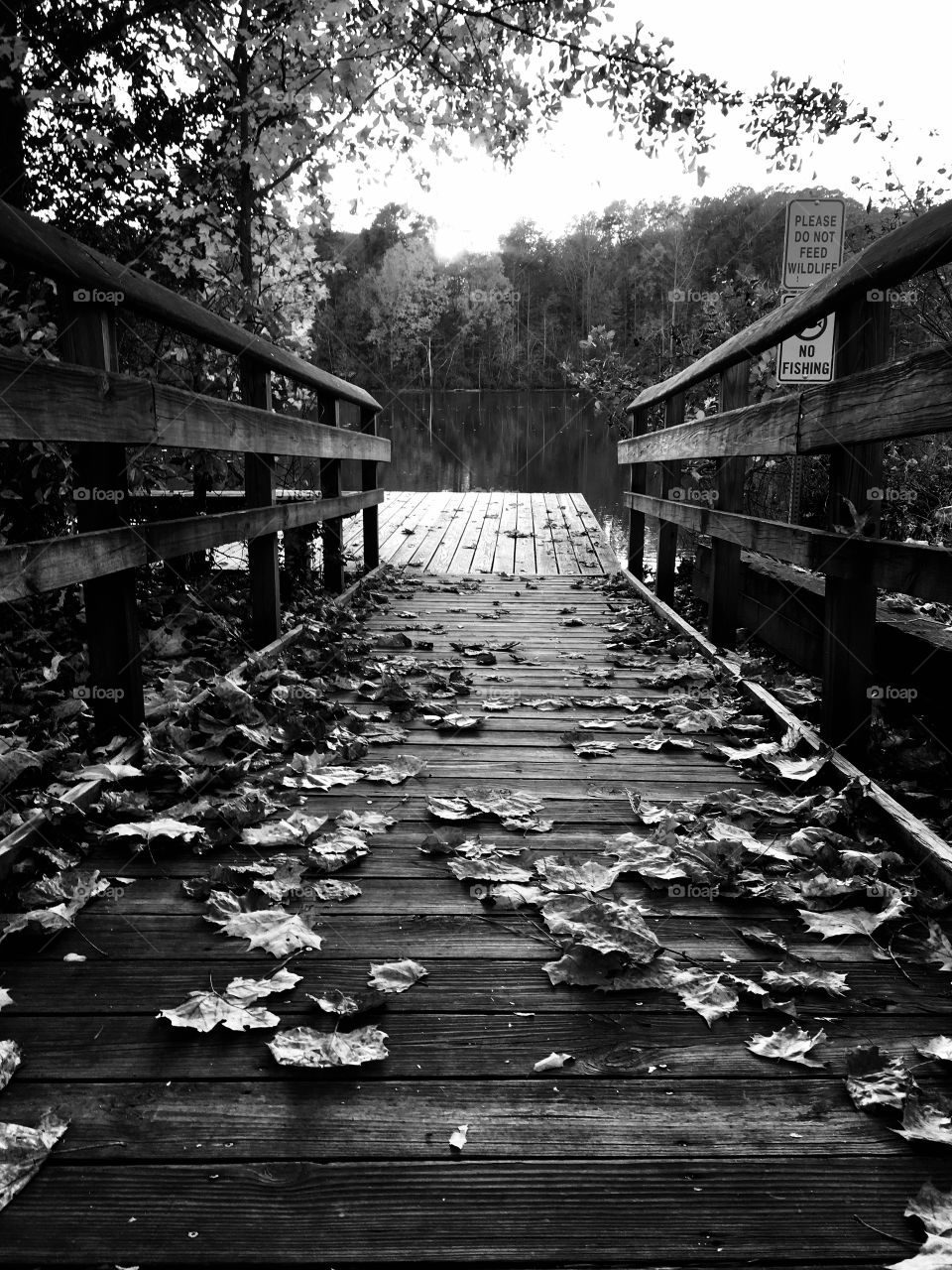 Dock in autumn 