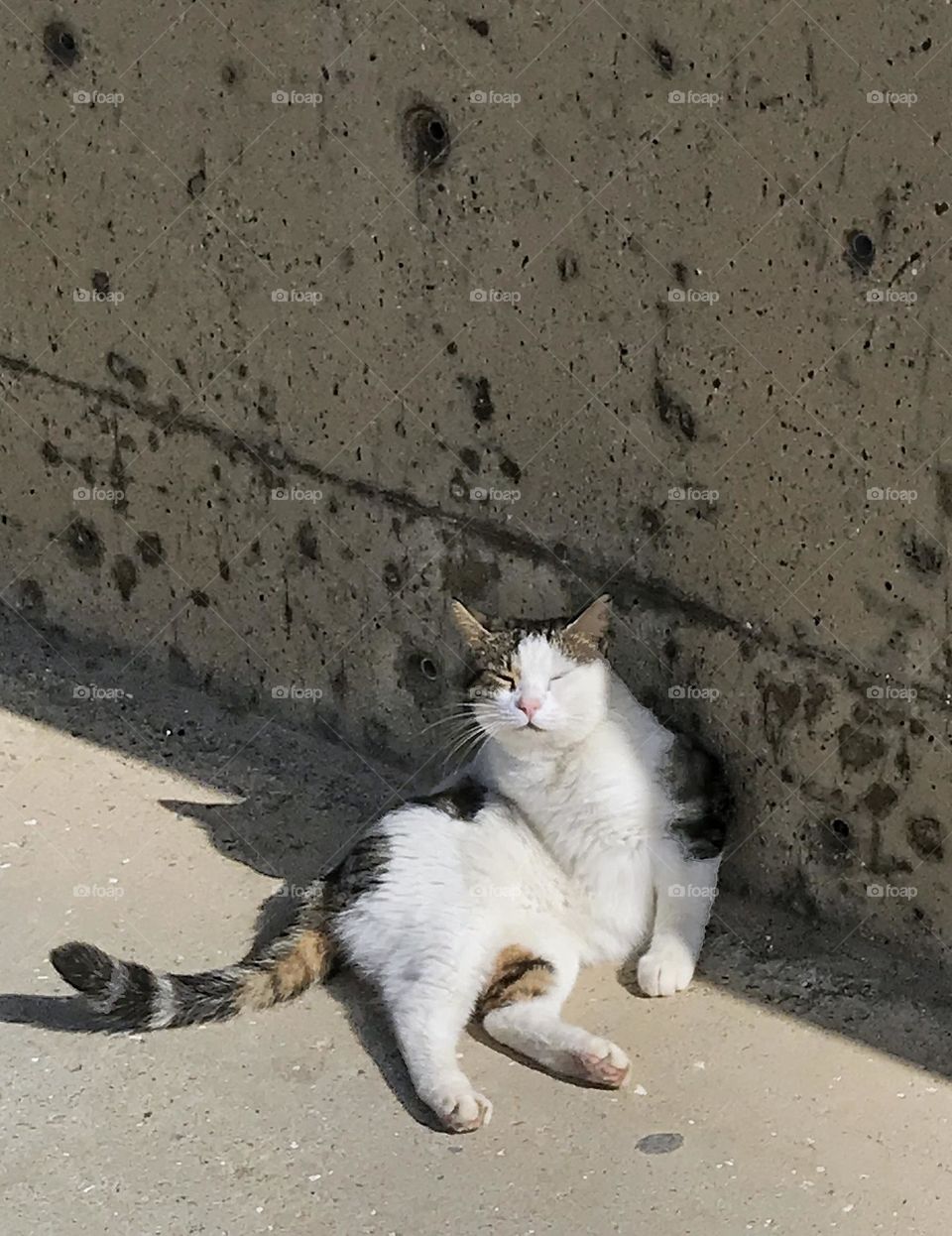 a lazy stray cat is enjoying the sun