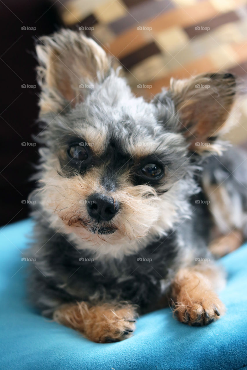 yorkie dog