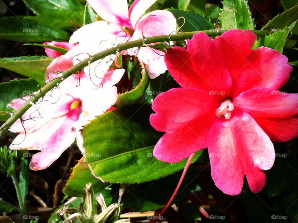 flowers garden plants pink by carinafox5