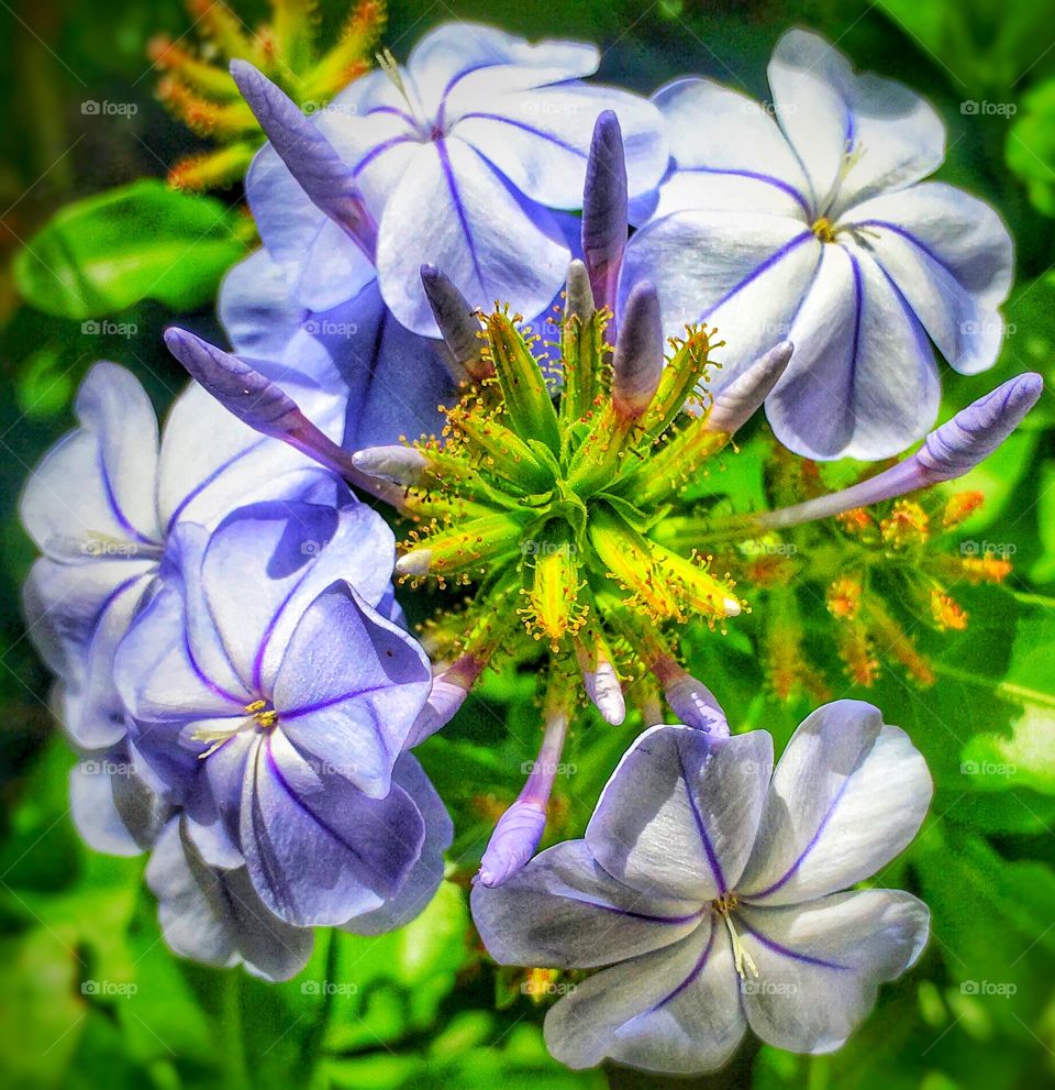Pretty Purple flower