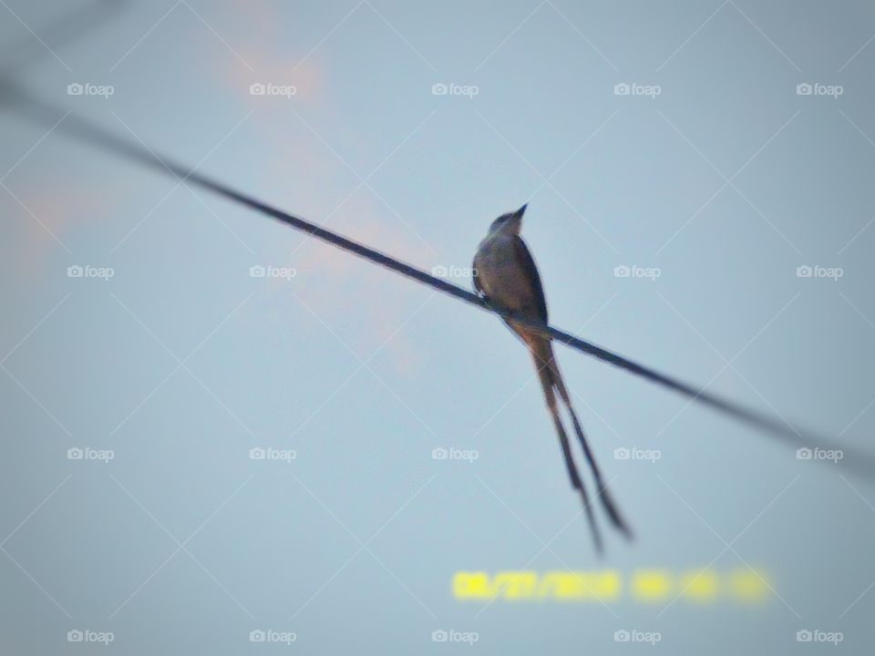 Edward ✂ scissor tail. This is a picture of a Texas scissor tail perched upon a ☎ telephone wire