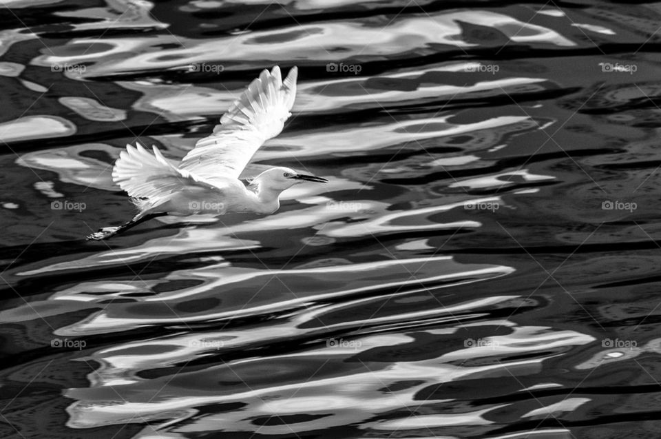 Egret flying over the water