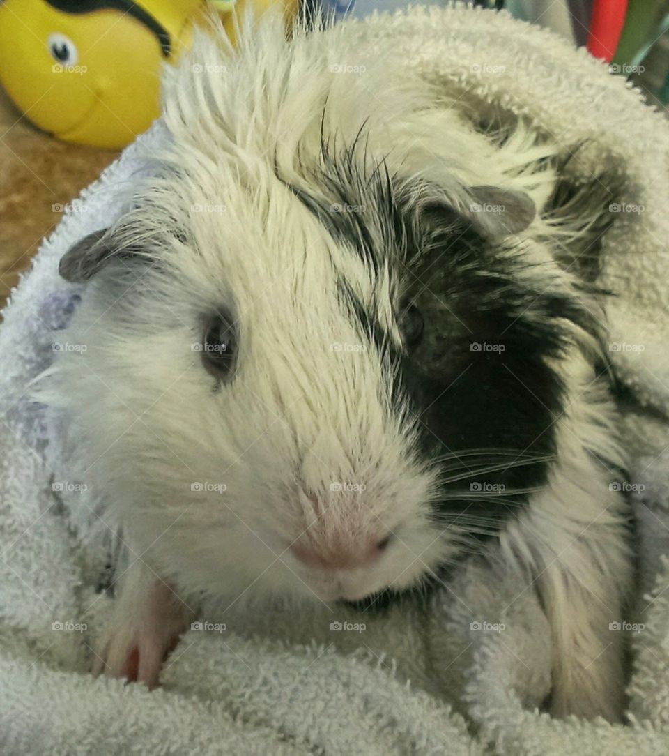 Guinea pig after bath