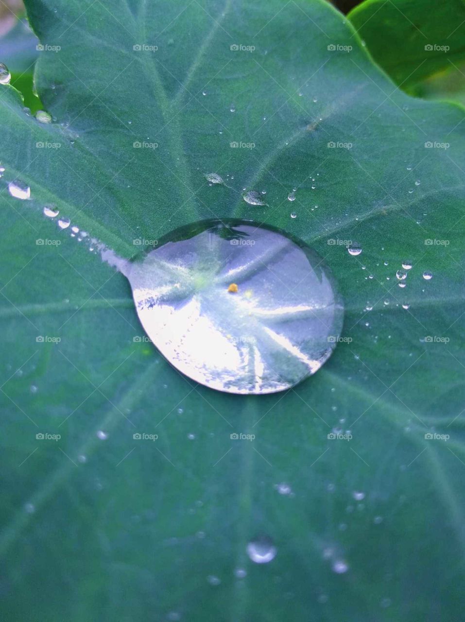 rainy drop