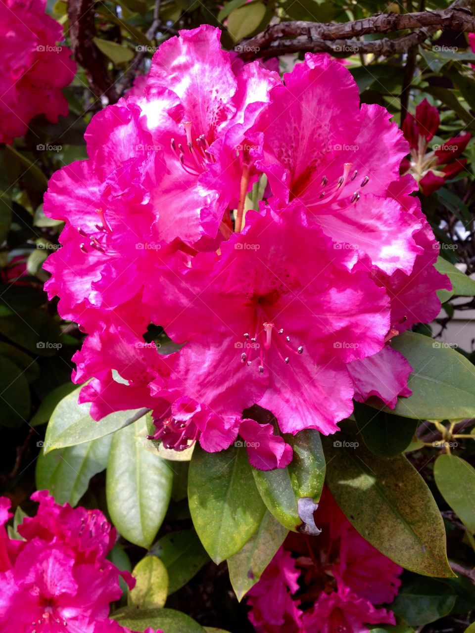 Pink Rhododendron . A pink rhododendron.