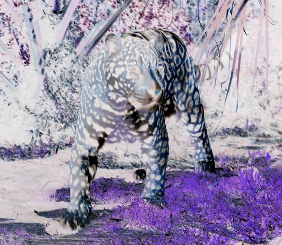 infrared leopard