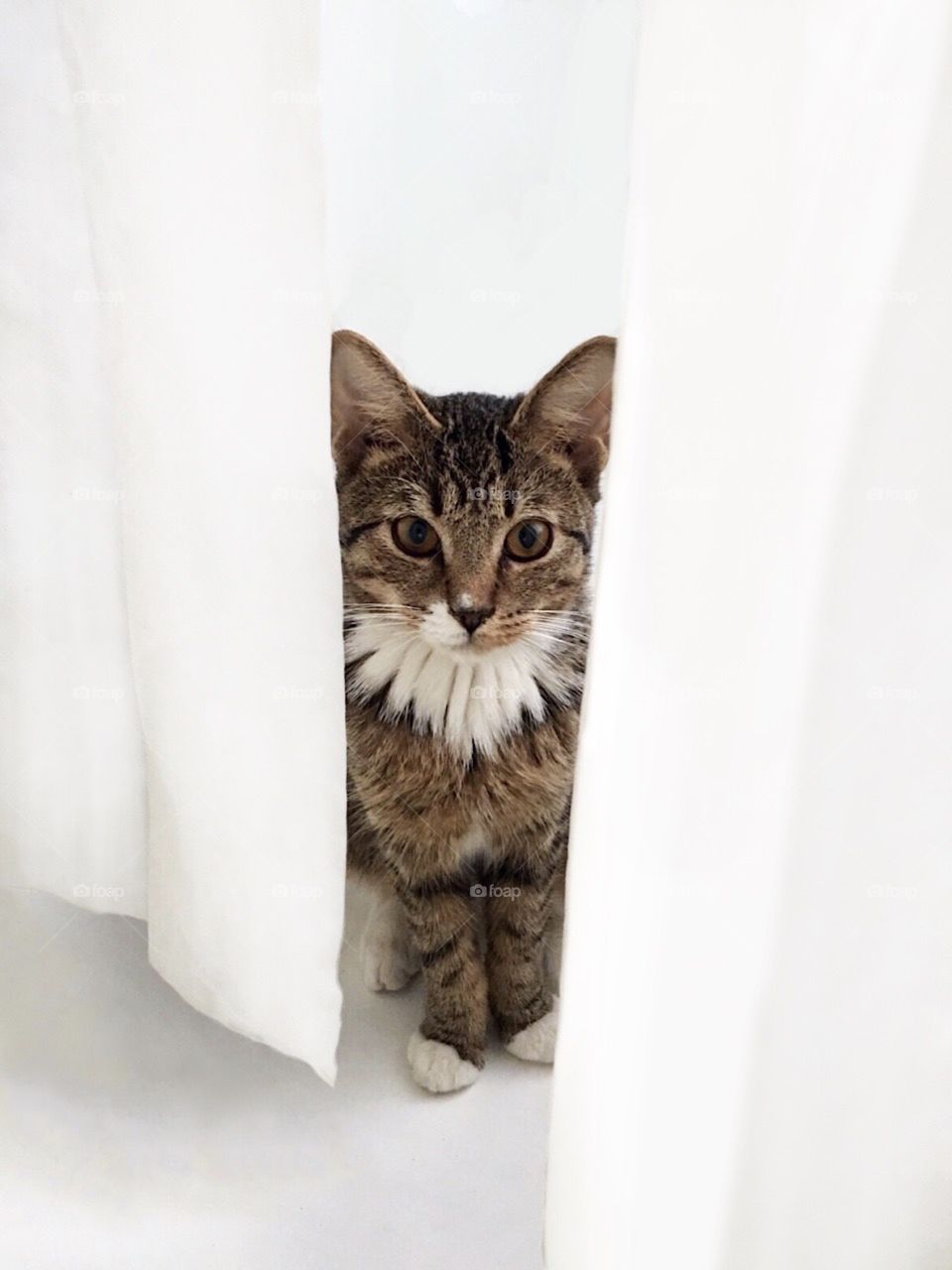 Tabby cat peeking through white shower curtain.
