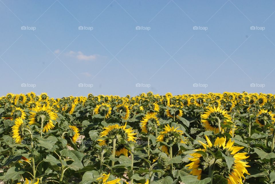 beautiful blue sky in a hot summer day vibrant yellow sunflowers looking away in a flower farm