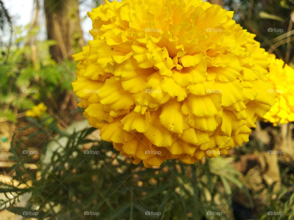 Beautiful marigold flower in the winter season