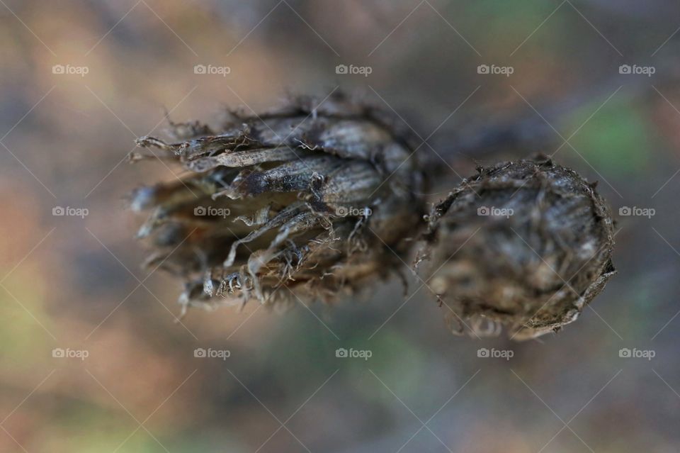 Dried plant