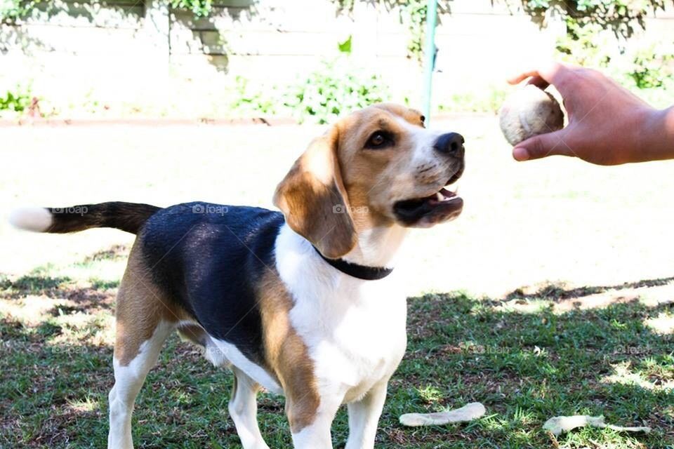 Beagle at play