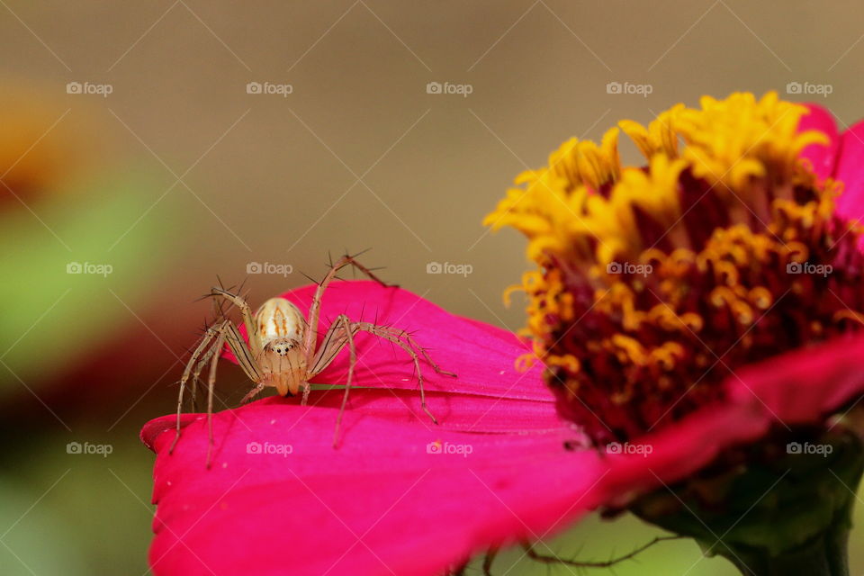 Spider on red flower.