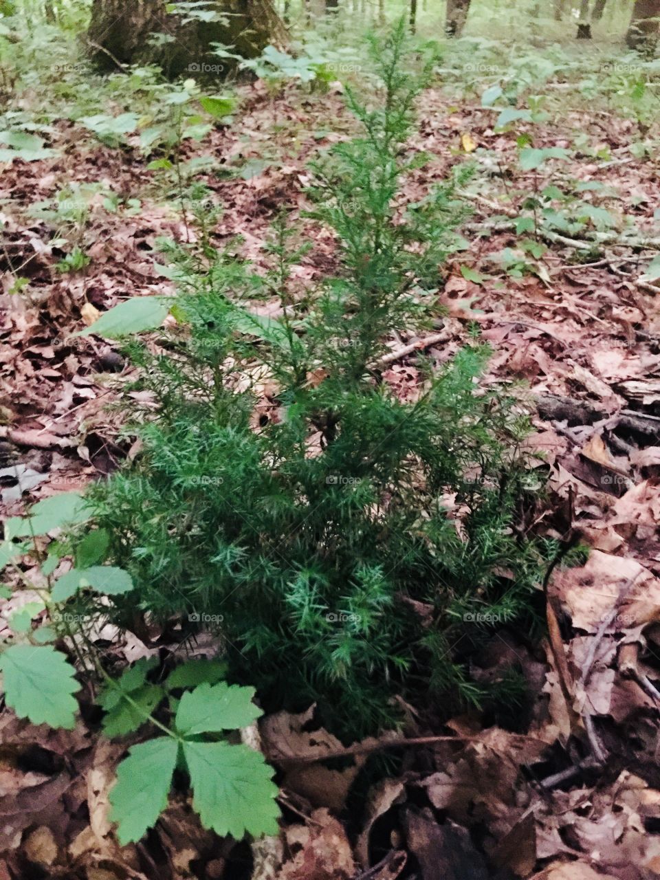Tiny tree in the forest