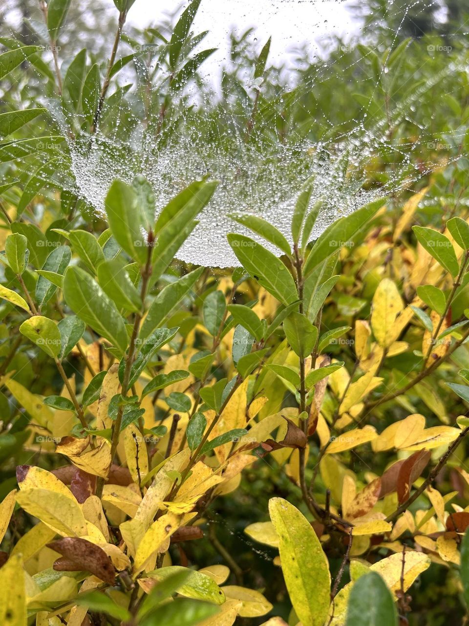 Spider web on a bush that is turning into its fall color