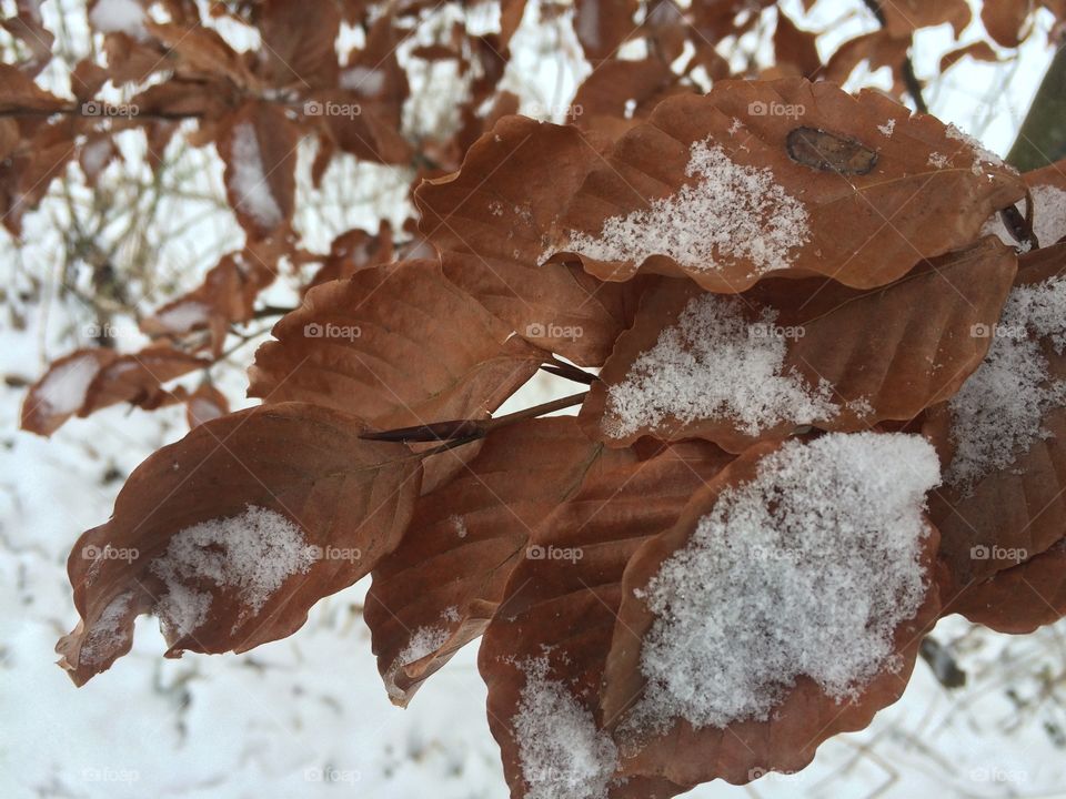 Dry leaves in winter