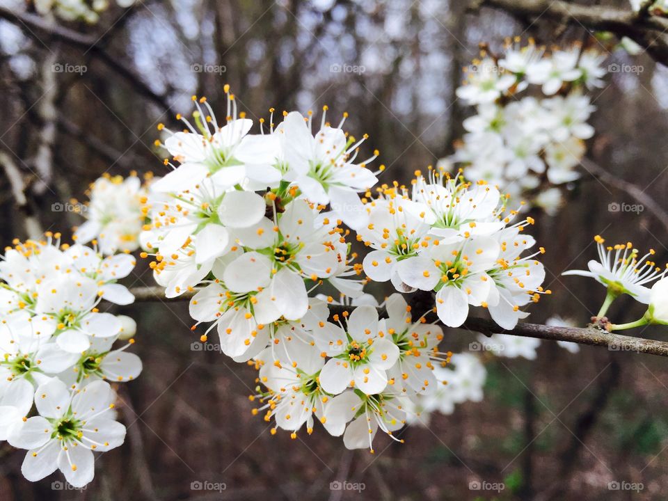 White spring flowers blooming in the tree