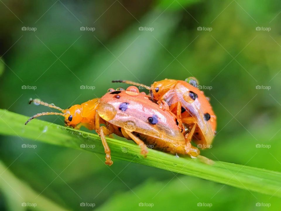 Insects after rain