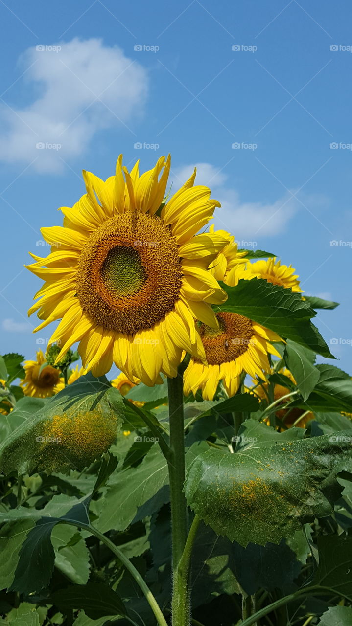 sunflowers
