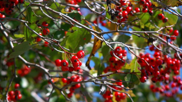 Berries. Best berries in the world
