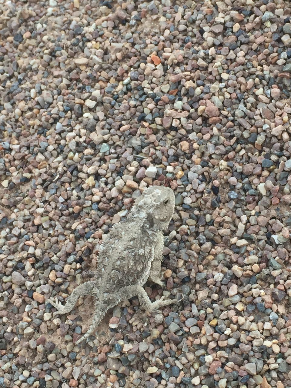 Tiny Horny Toad found in SW Wyoming.