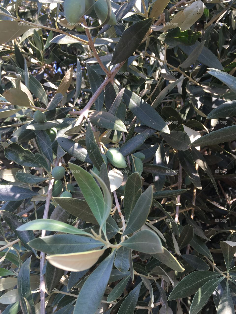 Olive tree