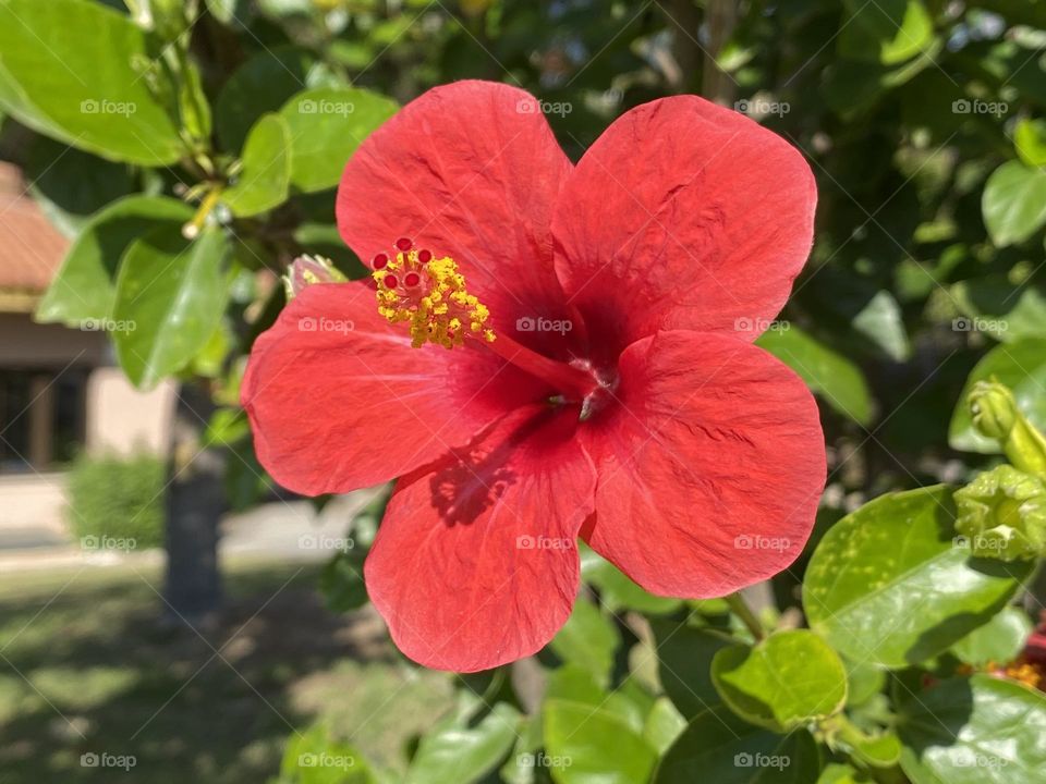 Close up of beautiful red hibiscus flower 