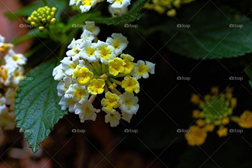 yellow and white Lantanas