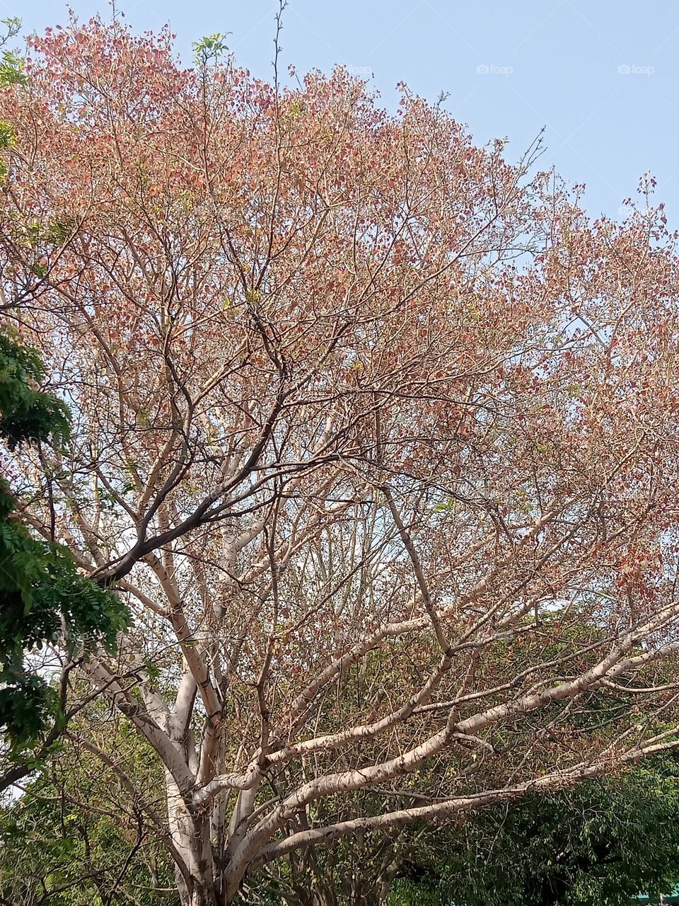 *ravarma vanguvo*  Only pink, Awesome tree, Different tree