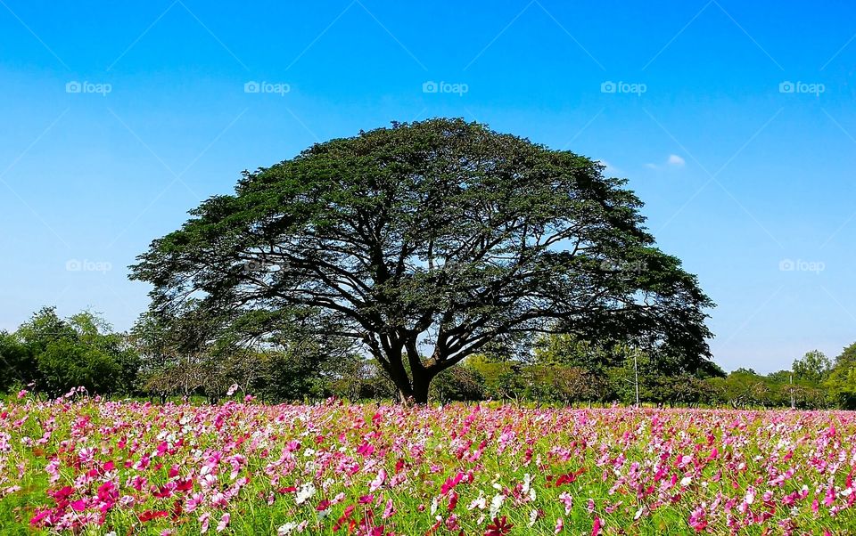 Flower Cosmos