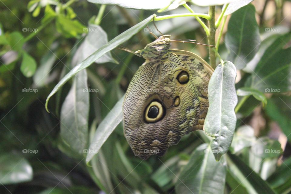 Butterfly in its natural way 