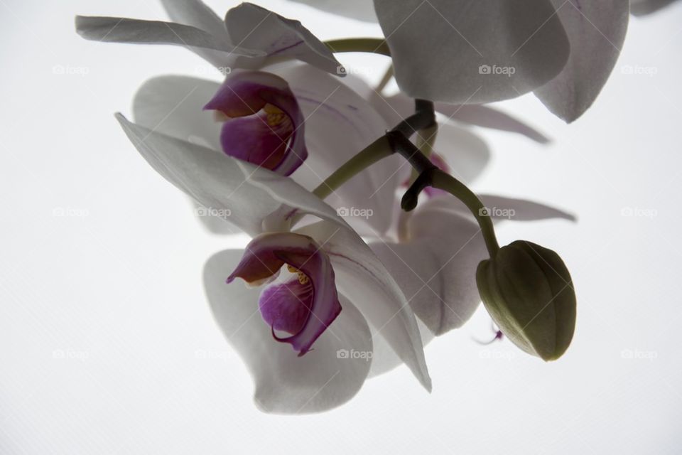 white orchids close up